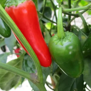 Jalapeno Pepper Plants Set - 2 Chili Pepper Seedlings 4-6 Inch Tall