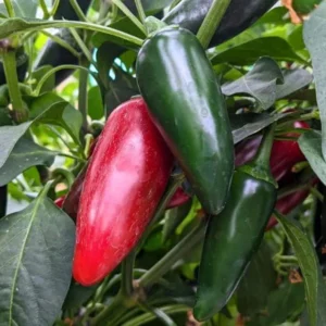 Jalapeno Pepper Plants Set - 2 Chili Pepper Seedlings 4-6 Inch Tall