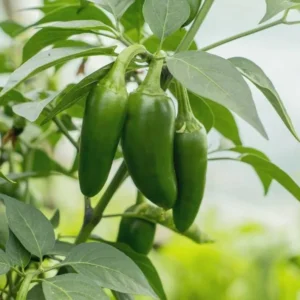 Jalapeno Pepper Plants Set - 2 Chili Pepper Seedlings 4-6 Inch Tall