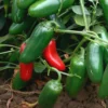 Jalapeno Pepper Plants Set - 2 Green Medium Hot Chili Capsicum Annuum, 4-6 Inch Vegetable Plants