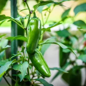 Jalapeno Pepper Plants Set - 2 Green Medium Hot Chili Capsicum Annuum, 4-6 Inch Vegetable Plants
