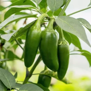Jalapeno Pepper Plants Set - 2 Green Medium Hot Chili Capsicum Annuum, 4-6 Inch Vegetable Plants