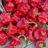 Jamaican Hot Red Scotch Bonnet Pepper Plant 4" Pot - Spicy Flavor