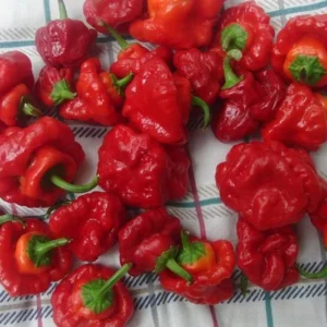 Jamaican Hot Red Scotch Bonnet Pepper Plant 4" Pot - Spicy Flavor