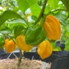Jamaican Hot Yellow Scotch Bonnet Pepper Plant - 4" Pot - Spicy Yellow Peppers