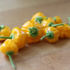 Jamaican Hot Yellow Scotch Bonnet Pepper Plant - 4" Pot - Spicy Yellow Peppers