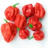Jamaican Red Scotch Bonnet Pepper Plant 2.5" Pot - Hot Pepper Starts