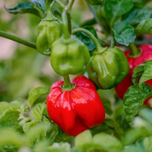 Jamaican Red Scotch Bonnet Pepper Plant 2.5" Pot - Hot Pepper Starts