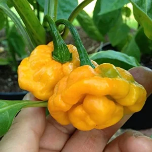 Jamaican Yellow Scotch Bonnet Hot Pepper Plant - 2.5" Pot - Spicy