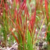 Japanese Blood Grass Imperata cylindrica Red Baron Ornamental Grass 2.5" Pot