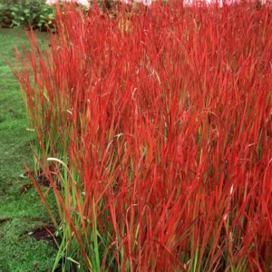 Japanese Blood Grass Imperata cylindrica Red Baron Ornamental Grass 2.5" Pot