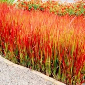 Japanese Blood Grass Imperata cylindrica Red Baron Ornamental Grass 2.5