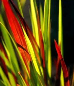 Japanese Blood Grass Imperata cylindrica Red Baron Ornamental Grass 2.5