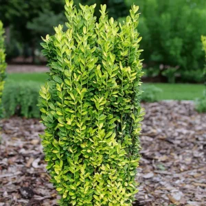 Japanese Holly Ilex Crenata - 4 Inch Pot - Golden Foliage Shrub