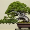 Japanese Juniper Bonsai Tree - 6 inch Pot - Juniperus procumbens nana - Indoor Evergreen