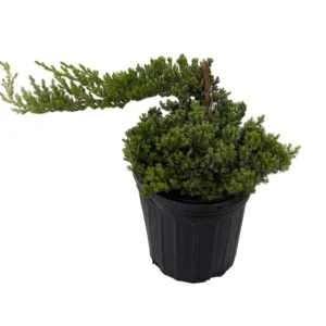 Japanese Juniper Bonsai Tree - 6 inch Pot - Juniperus procumbens nana - Indoor Evergreen