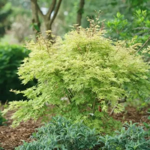 Japanese Maple Acer palmatum - 4 Inch Pot - Vibrant Foliage