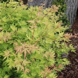 Japanese Maple Acer palmatum - 4 Inch Pot - Vibrant Foliage
