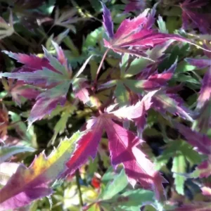 Japanese Maple Acer palmatum - 4 Inch Pot - Vibrant Foliage