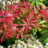 Japanese Pieris Valley Rose Live Plant Evergreen Shrub 20 to 25" 1 Gallon Pot