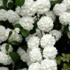 Japanese Snowball Viburnum Licatum Tree - 12 to 24in Deciduous Plant
