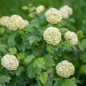 Japanese Snowball Viburnum Licatum Tree - 12 to 24in Deciduous Plant