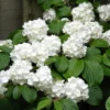 Japanese Snowball Viburnum Plant - White Bush, Rooted, 6-10 Inch, Outdoor Growing