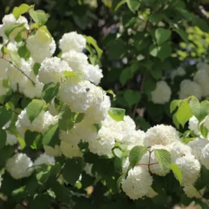 Japanese Snowball Viburnum Plant - White Bush, Rooted, 6-10 Inch, Outdoor Growing
