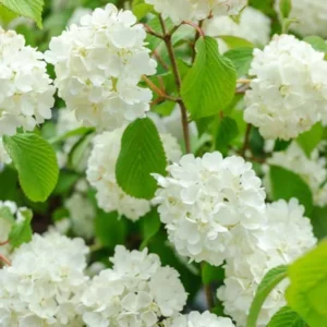 Japanese Snowball Viburnum Plant - White Bush, Rooted, 6-10 Inch, Outdoor Growing