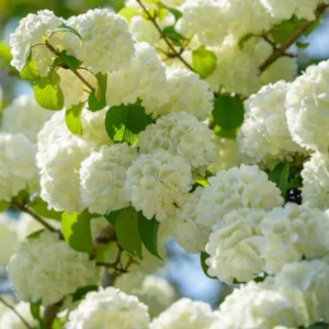 Japanese Snowball Viburnum Plant - White Bush, Rooted, 6-10 Inch, Outdoor Growing