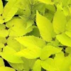 Japanese Sun King Aralia Plant - 4" Pot - Golden Yellow - Shade Lover