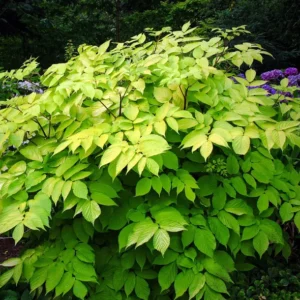 Japanese Sun King Aralia Plant - 4" Pot - Golden Yellow - Shade Lover