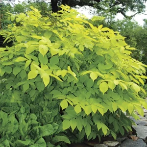 Japanese Sun King Aralia Plant - 4