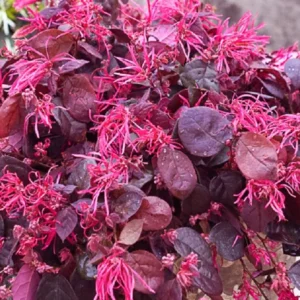 Jazz Hands BOLD Chinese Fringe Flower - 4 Inch Pot - Loropetalum Shrub
