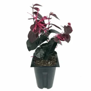 Jazz Hands BOLD Chinese Fringe Flower - 4 Inch Pot - Loropetalum Shrub