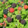 Jewell Black Raspberry Plant - Sweet Variety - 3.25 inch Pot - Black Berries