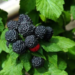 Jewell Black Raspberry Plant - Sweet Variety - 3.25 inch Pot - Black Berries