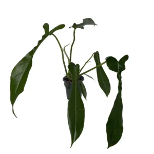 Joepii Philodendron Plant - 4 Inch Pot - Trending Collector's Series