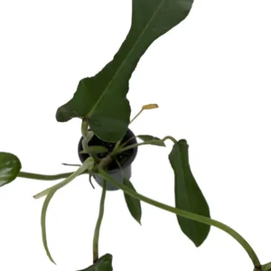 Joepii Philodendron Plant - 4 Inch Pot - Trending Collector's Series