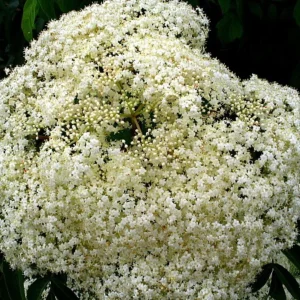 Johns Elderberry Perennial Shrub - Native Sambucus - 3.25