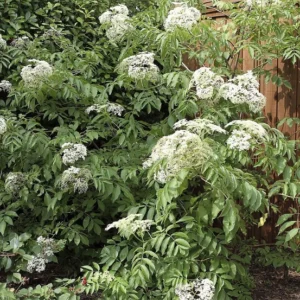 Johns Elderberry Perennial Shrub - Native Sambucus - 3.25