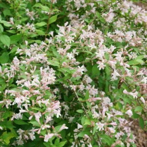 Jolene Jolene Beautybush - Kolkwitzia Amabalis - 4 Inch Pot - Pink Flowers