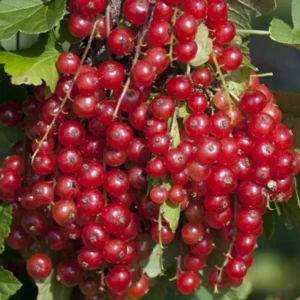 Jonkeer Van Tets Red Currant Bush - 2.5 inch Pot - Early Variety- NO SHIP to NC, WV, NH