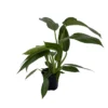 Jose Buono Philodendron - Rare Plant - 4 Inch Pot - Collector's Series
