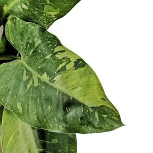 Jose Buono Philodendron - Rare Plant - 4 Inch Pot - Collector's Series