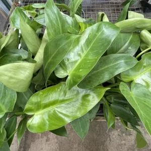 Jose Buono Philodendron - Rare Plant - 4 Inch Pot - Collector's Series