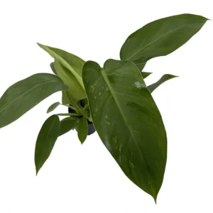 Jose Buono Philodendron - Rare Plant - 4 Inch Pot - Collector's Series