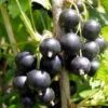 Jostaberry Bush Plant - 2.5" Pot - Berry Shrub - Not Shipped to NC, WV, NH