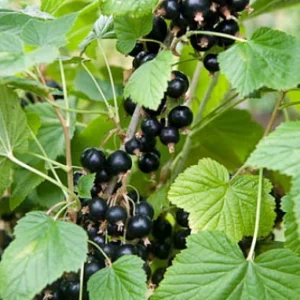 Jostaberry Bush Plant - 2.5" Pot - Berry Shrub - Not Shipped to NC, WV, NH