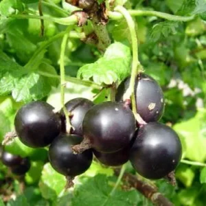 Jostaberry Bush Plant - 2.5